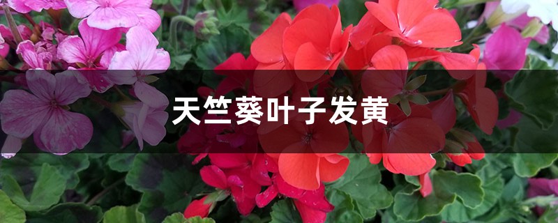 天竺葵黄叶的原因和处理办法