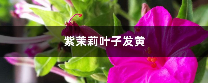 紫茉莉黄叶的原因和处理办法