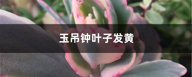 玉吊钟黄叶的原因和处理办法