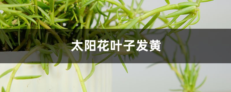 太阳花黄叶的原因和处理办法