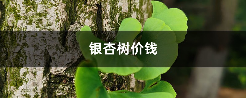 银杏树价钱,银杏树图片 银杏树价钱,银杏树图片