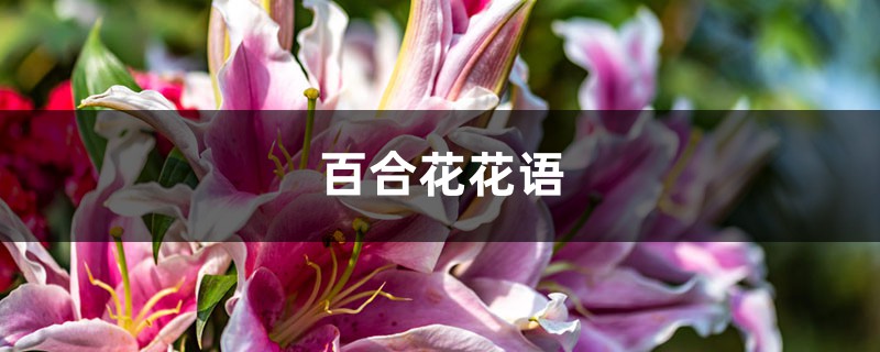 百合花花语,百合花代表什么意思 百合花花语,百合花代表什么意思
