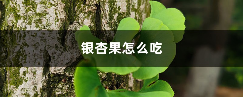 银杏果怎么吃,银杏果多少钱一斤 银杏果怎么吃,银杏果多少钱一斤