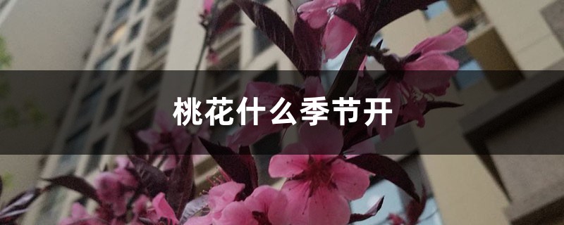 桃花什么季节开,桃花像什么 桃花什么季节开,桃花像什么