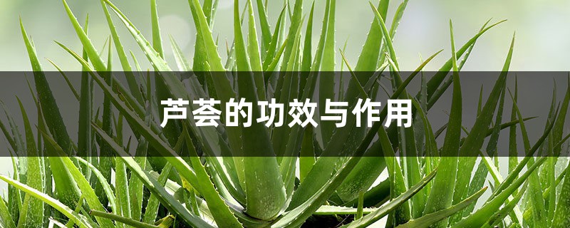芦荟的功效与作用,芦荟可以直接涂在脸上吗 芦荟的功效与作用,芦荟可以直接涂在脸上吗