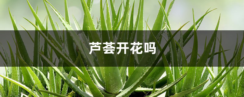 芦荟开花吗，芦荟的特点