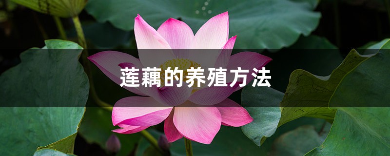 莲藕的养殖方法 莲藕的养殖方法