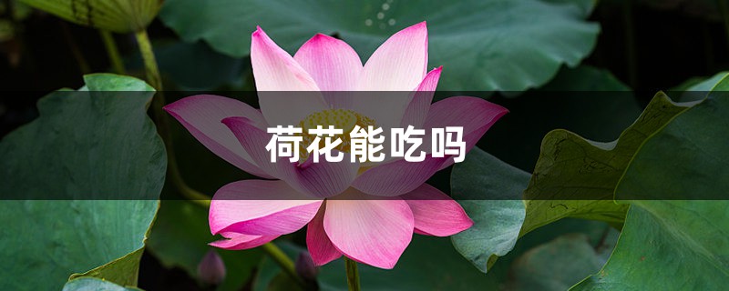 荷花能吃吗，孕妇能吃吗