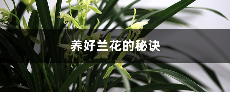 养好兰花的秘诀(养根秘诀) 养好兰花的秘诀(养根秘诀)