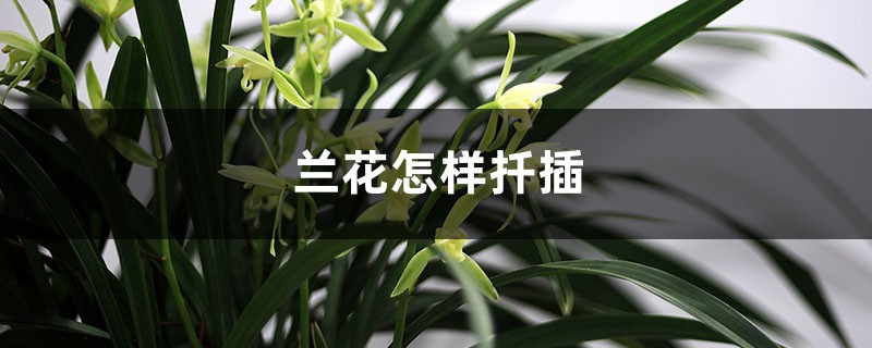 兰花叶片能扦插吗,怎样扦插兰花 兰花叶片能扦插吗,怎样扦插兰花