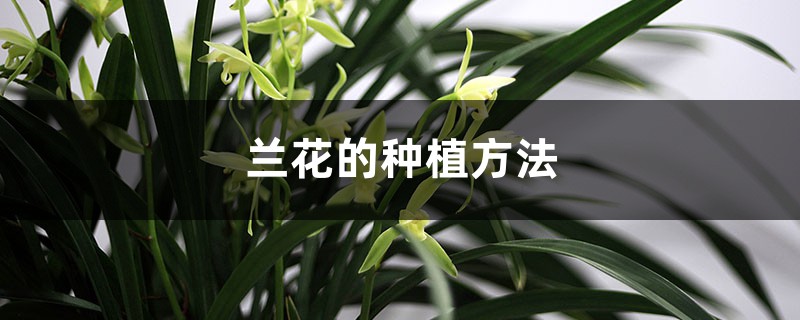 兰花怎么栽种（种植方法介绍）