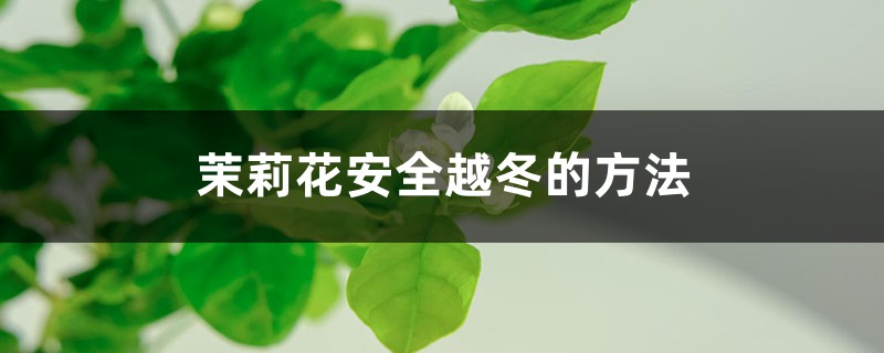 茉莉花安全越冬的方法，茉莉花会被冻死吗