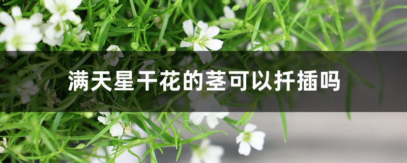 满天星干花的茎可以扦插吗,干花可以放卧室吗 满天星干花的茎可以扦插吗,干花可以放卧室吗