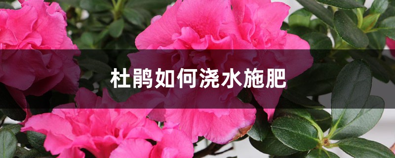 杜鹃如何浇水施肥，如何扦插