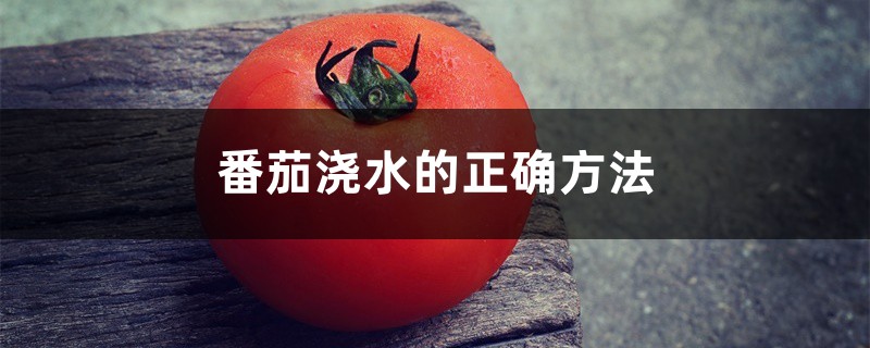 番茄浇水的正确方法,浇水什么时间最好 番茄浇水的正确方法,浇水什么时间最好