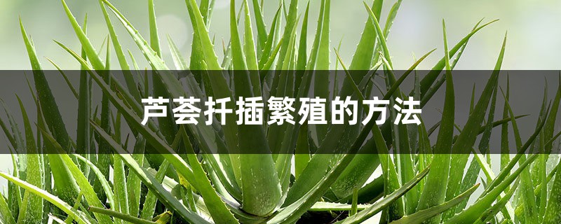 芦荟扦插繁殖的方法,扦插后如何管理 芦荟扦插繁殖的方法,扦插后如何管理