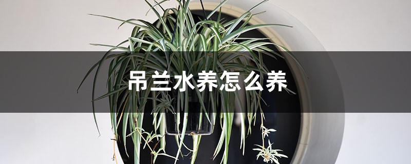 吊兰水养怎么养,吊兰水培可以养鱼吗 吊兰水养怎么养,吊兰水培可以养鱼吗