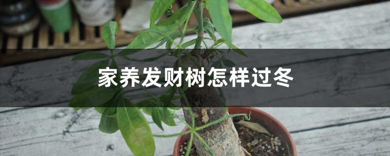 家养发财树怎样过冬,能用硫酸亚铁水浇吗 家养发财树怎样过冬,能用硫酸亚铁水浇吗