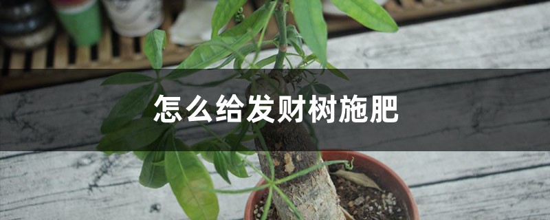 怎么给发财树施肥，施肥太多叶都干了怎么办