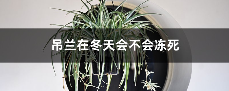 吊兰在冬天会不会冻死，吊兰在室内对人体有害吗