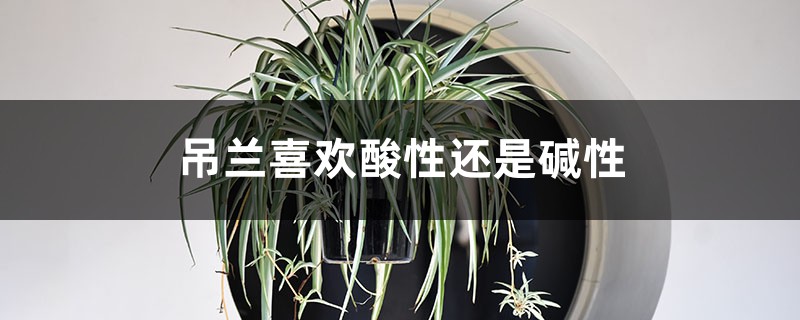 吊兰喜欢酸性还是碱性，对土壤有什么要求