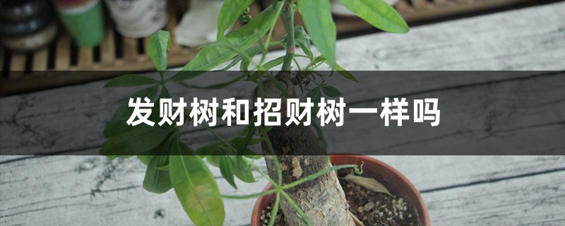 发财树和招财树一样吗，有什么区别