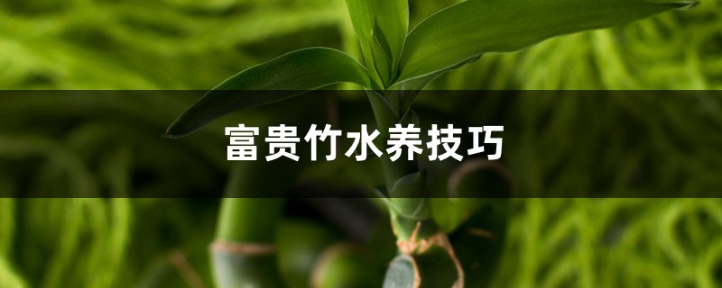 富贵竹水养技巧,水养多久能生根 富贵竹水养技巧,水养多久能生根