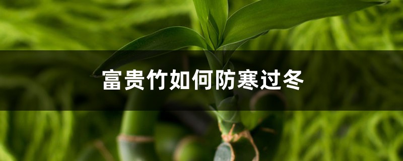富贵竹如何防寒过冬,富贵竹过冬需要几度 富贵竹如何防寒过冬,富贵竹过冬需要几度