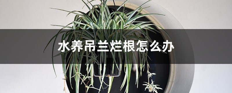 水养吊兰烂根怎么办，烂根的吊兰可以水养吗