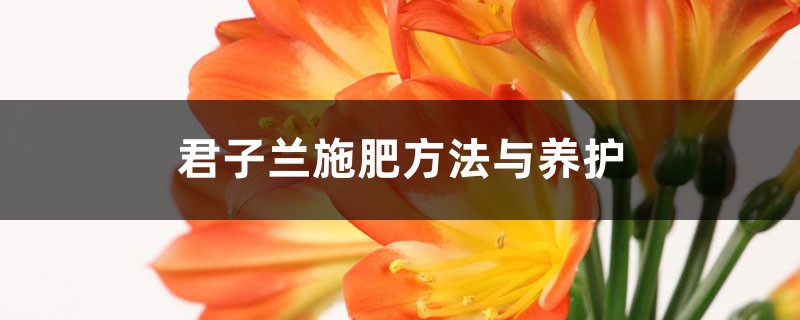 君子兰施肥方法与养护,浇水的正确方法 君子兰施肥方法与养护,浇水的正确方法