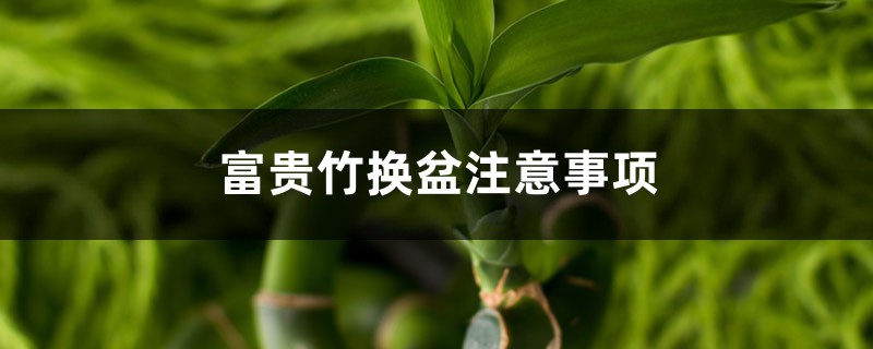富贵竹换盆注意事项,富贵竹换盆什么时候 富贵竹换盆注意事项,富贵竹换盆什么时候