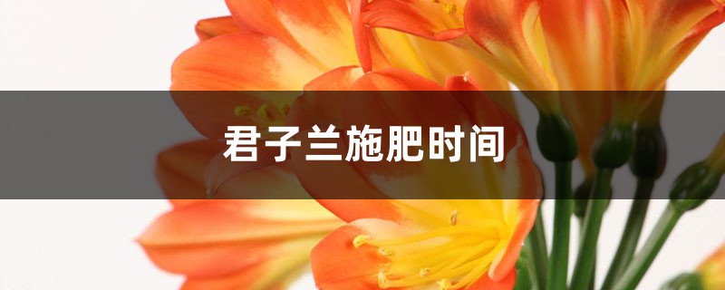 君子兰施肥时间,施什么肥最好 君子兰施肥时间,施什么肥最好