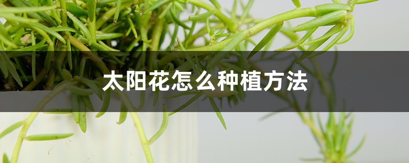 太阳花怎么种植方法,种植季节 太阳花怎么种植方法,种植季节