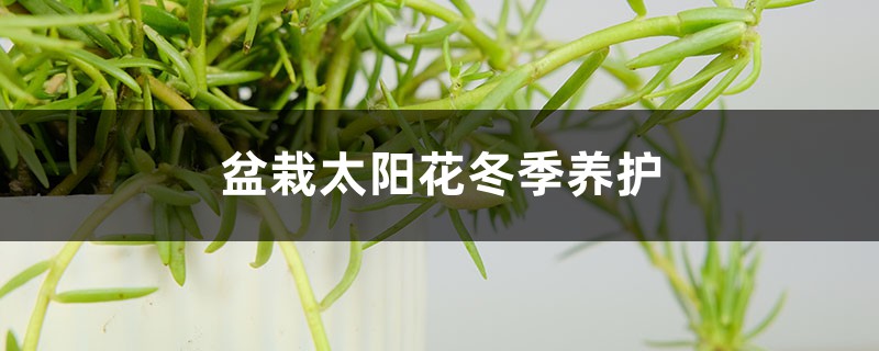 盆栽太阳花冬季养护，太阳花冬天会死吗