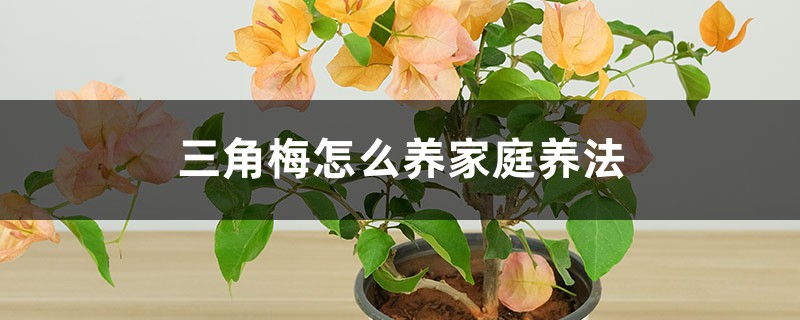 三角梅怎么养家庭养法，修剪方法图