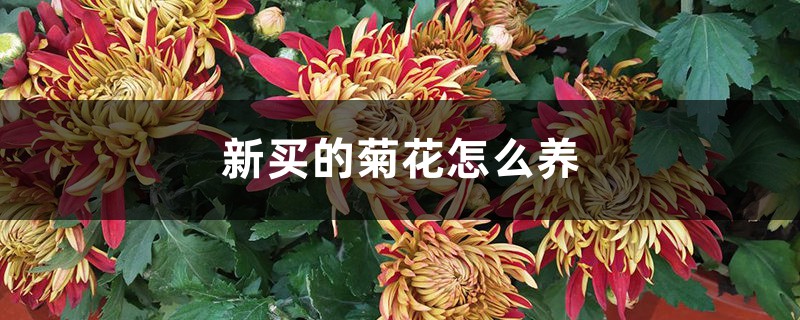 新买的菊花怎么养