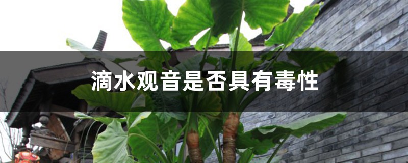 滴水观音是否具有毒性,滴水观音能养在家中吗 滴水观音是否具有毒性,滴水观音能养在家中吗