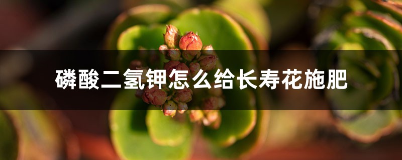 磷酸二氢钾怎么给长寿花施肥，施肥技巧