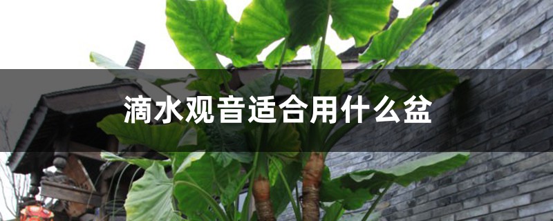 滴水观音适合用什么盆,适合用什么土 滴水观音适合用什么盆,适合用什么土