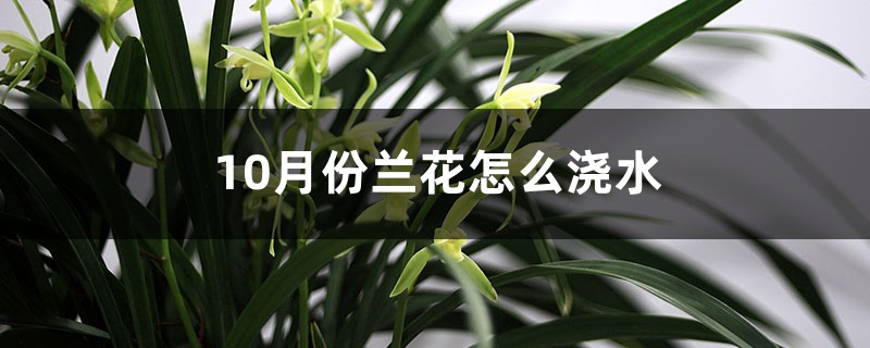 10月份兰花怎么浇水,怎么施肥 10月份兰花怎么浇水,怎么施肥