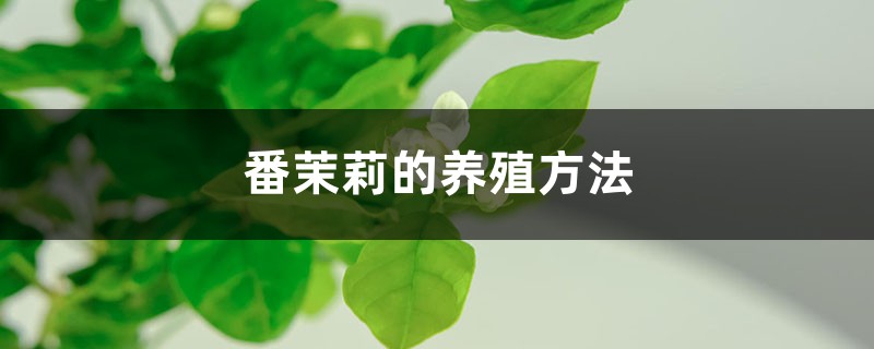 番茉莉的养殖方法和注意事项 番茉莉的养殖方法和注意事项
