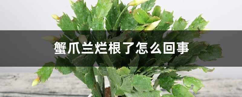 蟹爪兰烂根了怎么回事,蟹爪兰烂根用什么药 蟹爪兰烂根了怎么回事,蟹爪兰烂根用什么药