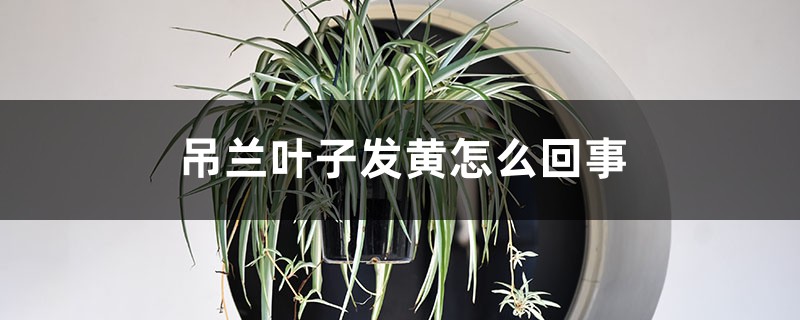 吊兰叶子发黄怎么回事 吊兰叶子发黄怎么回事