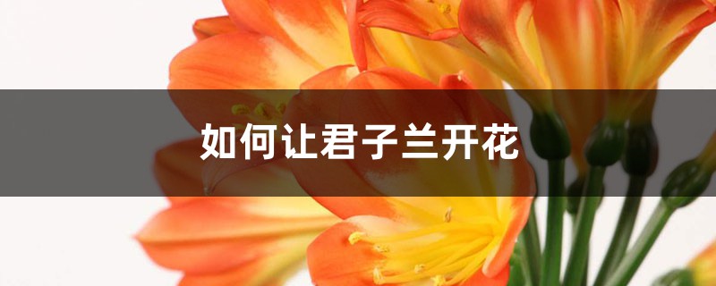 如何让君子兰开花