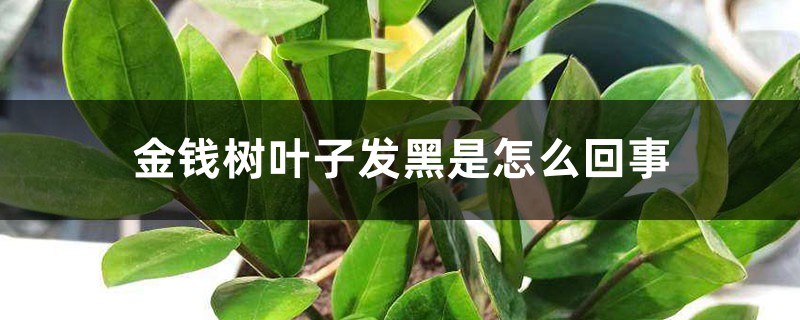 金钱树叶子发黑是怎么回事,金钱树叶子边缘变黑 金钱树叶子发黑是怎么回事,金钱树叶子边缘变黑
