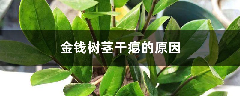 金钱树茎干瘪的原因，茎皱能恢复吗