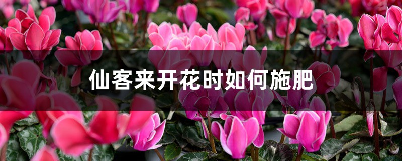 仙客来开花时如何施肥，开花后的处理