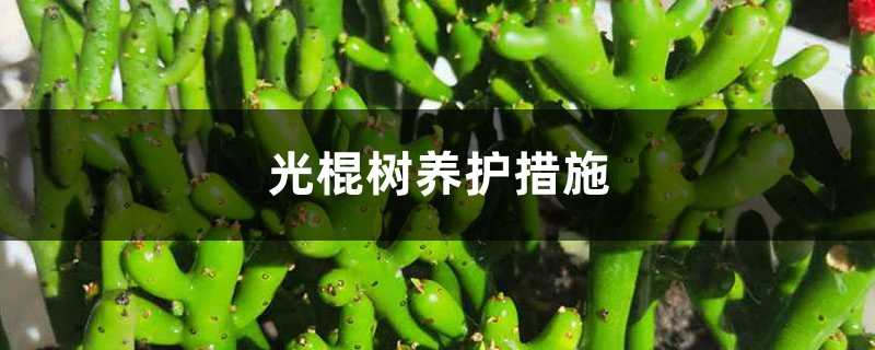 光棍树养护措施，对土壤的要求