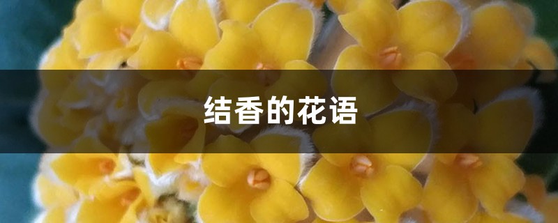 结香的花语，有什么传说故事