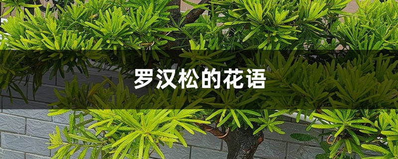 罗汉松的花语和寓意，有什么传说故事